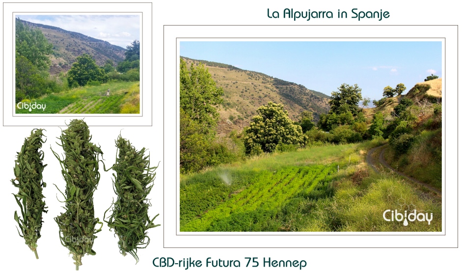 Futura 75 CBD Hennep Alpujarra